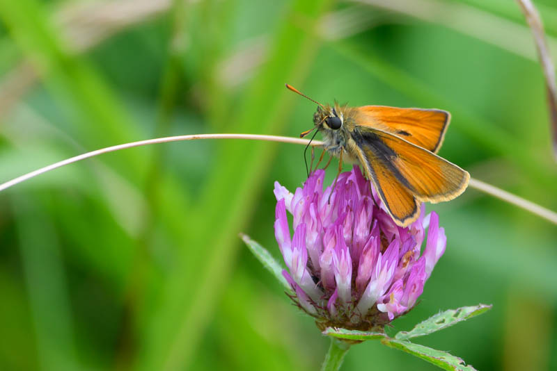 Small Skipper